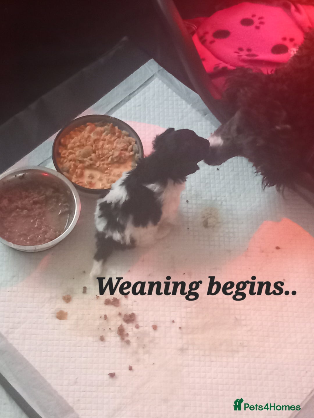 Toy Poodle dogs for sale: **1 PARTI BOY AVAILABLE**READY 21st DECEMBER** - Advert 23