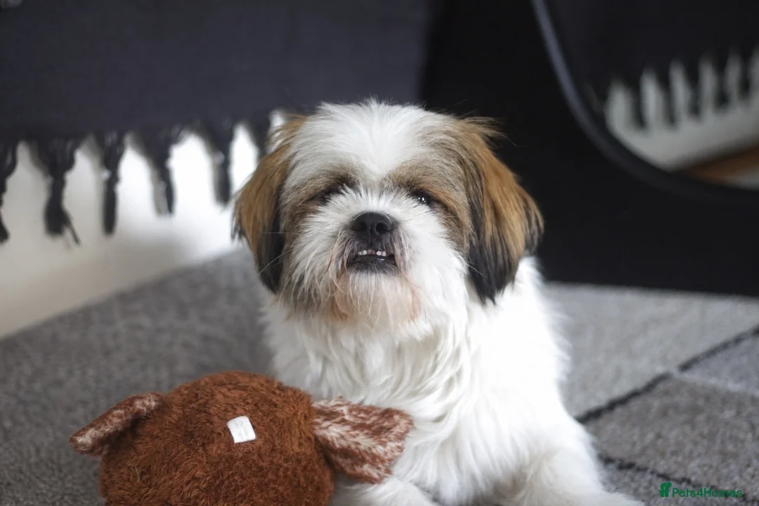 Shih Tzu dogs for stud: Handsome Shih Tzu Male Teddy Available for Stud  in Sutton - Advert 2