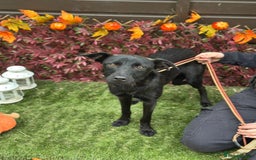 Mixed Breed dogs for adoption: Loki  - Image 2