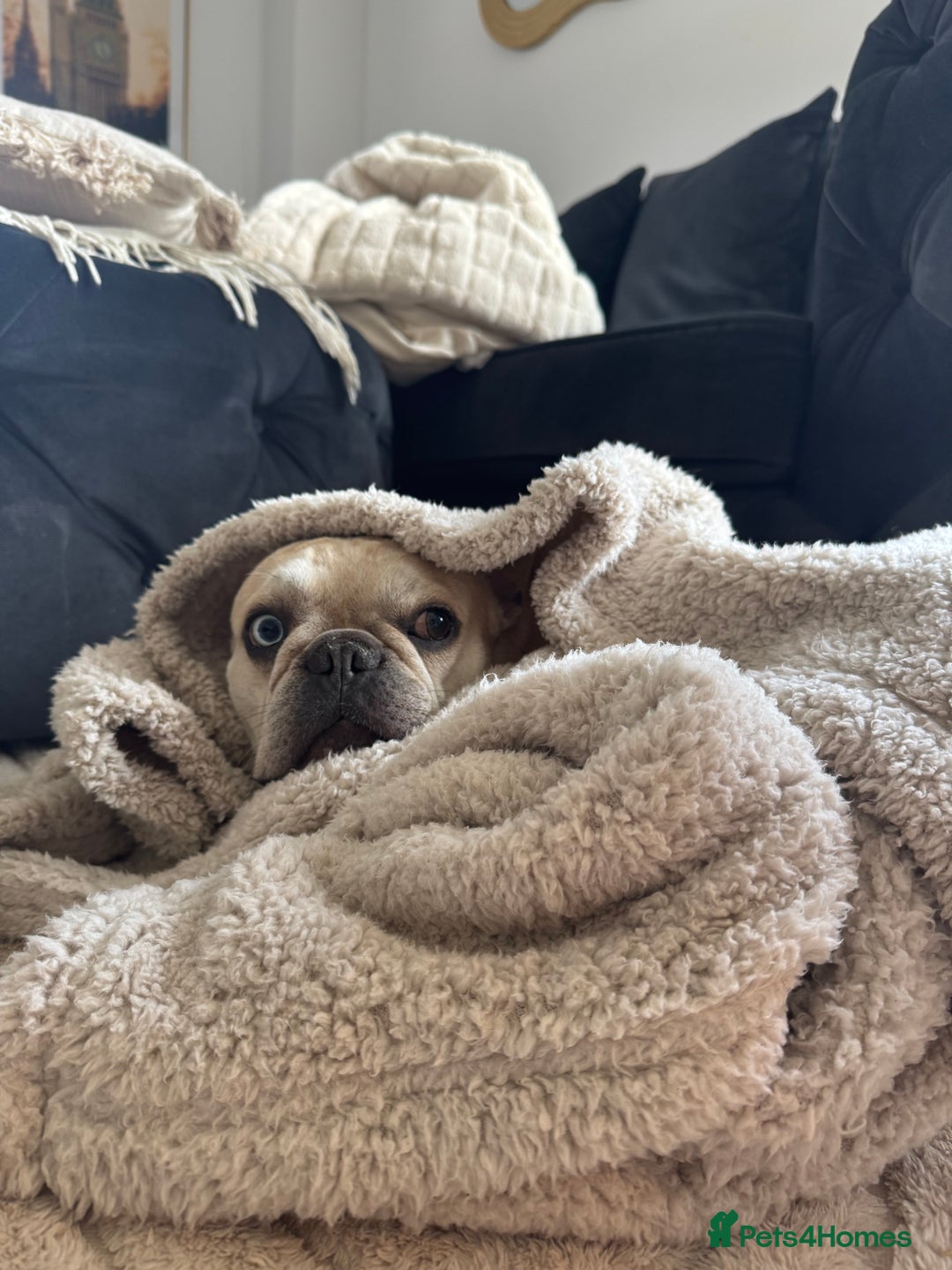 French Bulldog dogs for stud: French Bulldog for stud - Advert 5