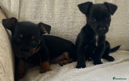 Jack Russell dogs for sale: Miniature Jack Russel’s - Image 13