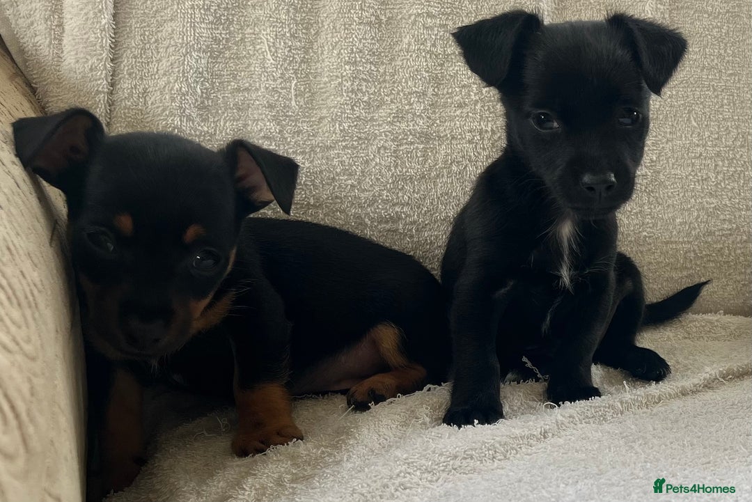 Jack Russell dogs for sale: Miniature Jack Russel’s - Image 13