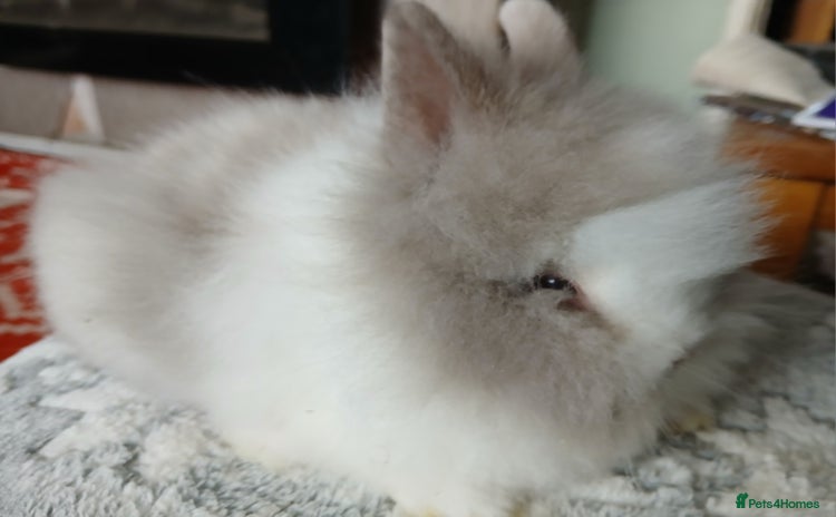 Lionhead rabbits - Advert 1