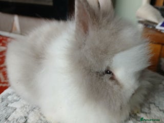 Lionhead rabbits - Advert 1