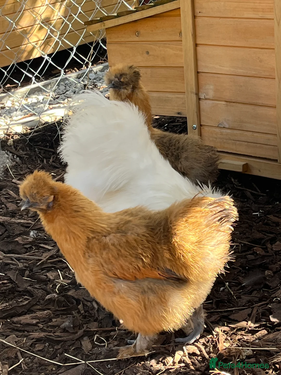 Chickens poultry for sale: Silkie cockerels for sale  - Advert 2