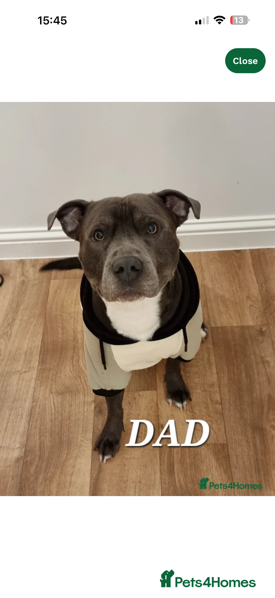 Staffordshire Bull Terrier dogs STUNNING CHUNKY STAFFY PUPPIES  - Advert 2