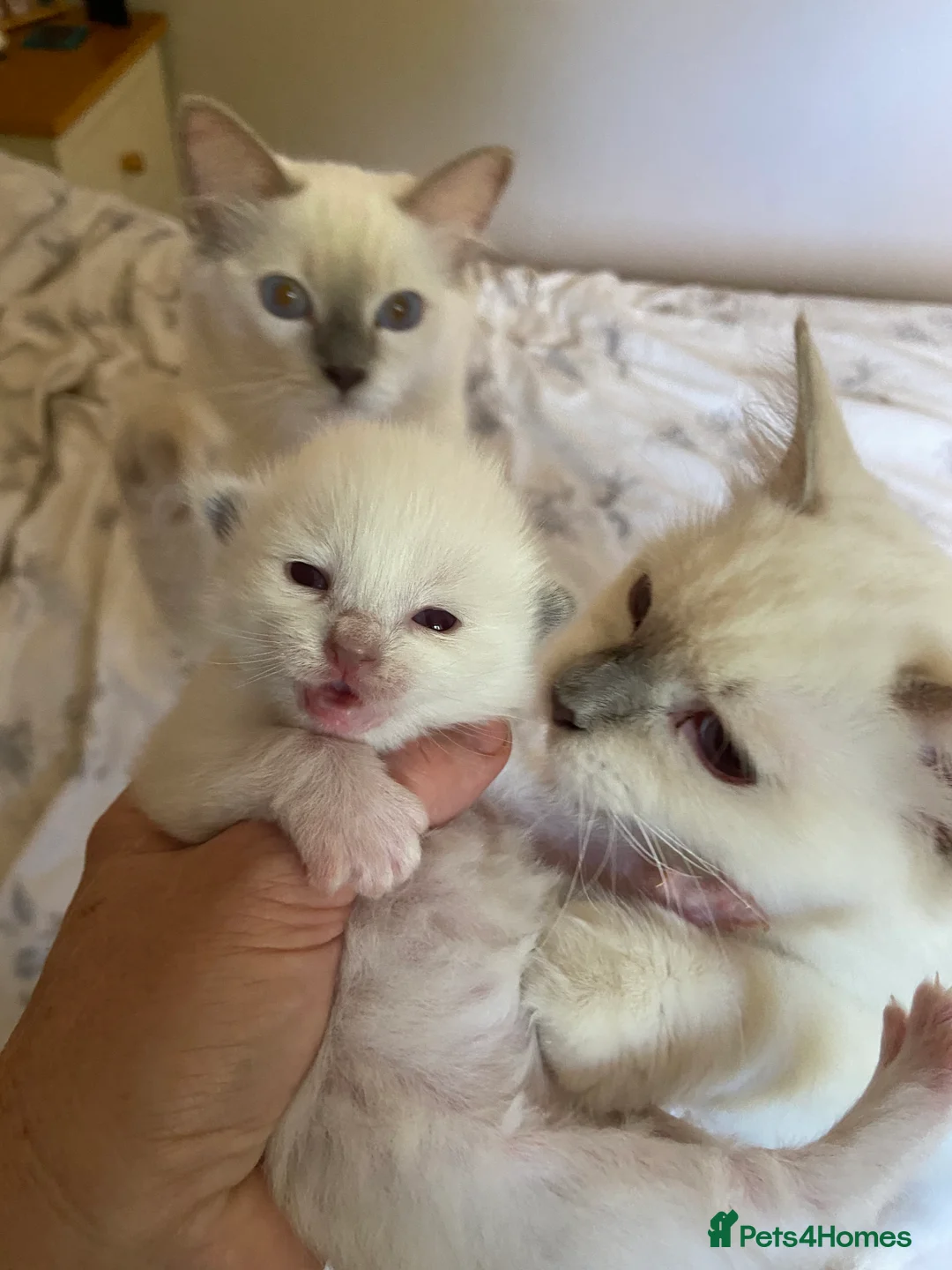 Ragdoll cats for stud: Gorgeous GGCF/TICA chocolate  mitted ragdoll in Norwich - Advert 9