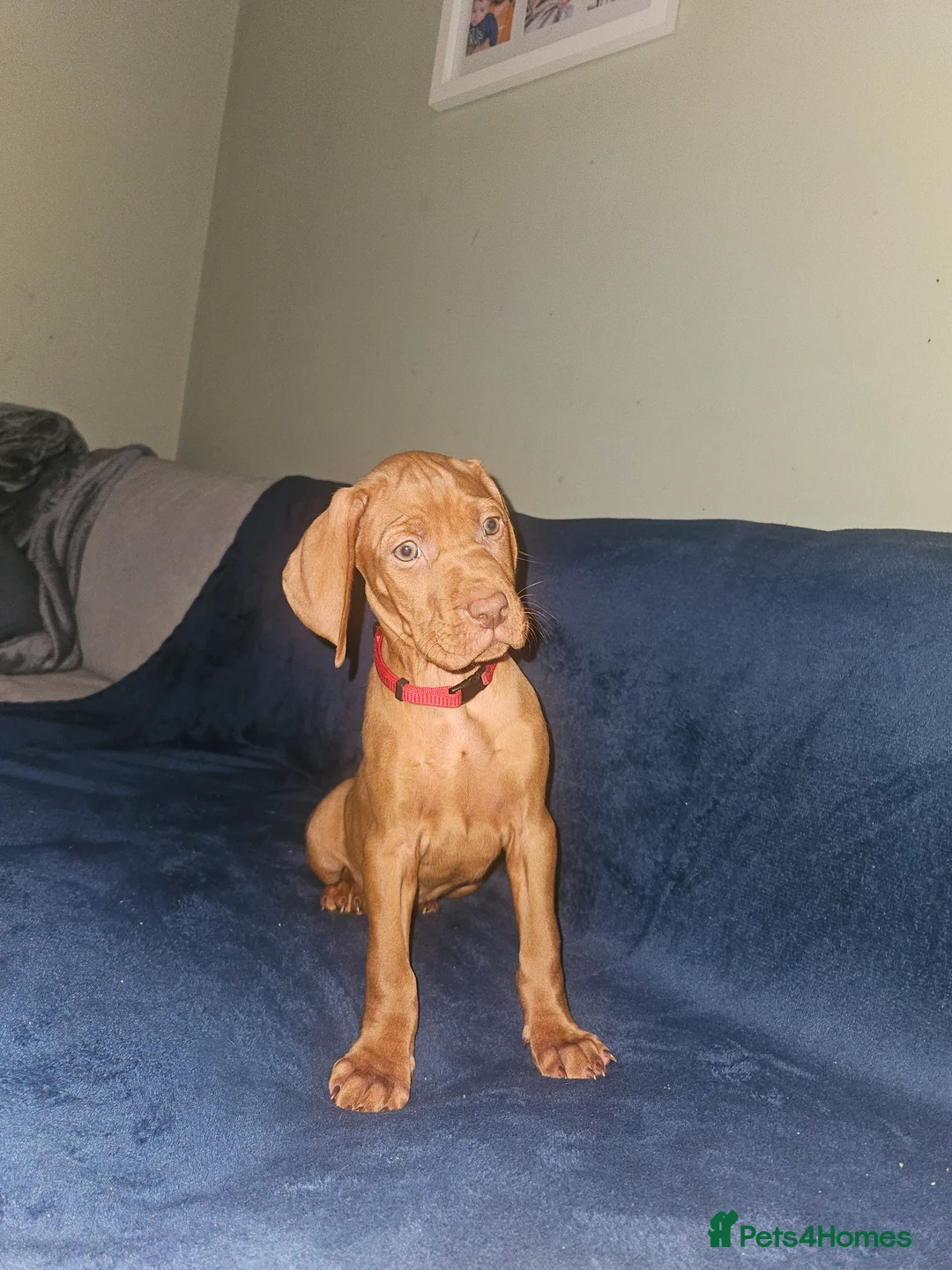 Hungarian Vizsla dogs for sale: 🏆🇭🇺 KC Registered fully trained HungarianVizsla - Advert 33