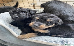 Mixed Breed dogs for sale: 3/4 patterdale 1/4 staffy x cavapoo pups - Image 11