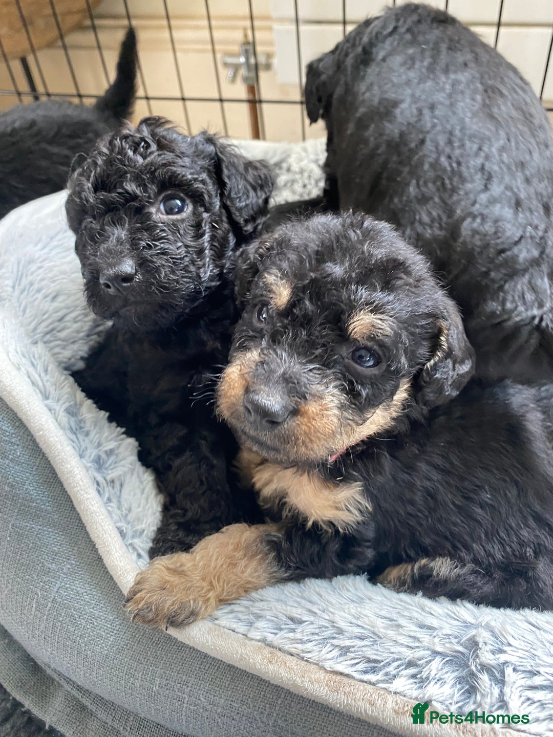 Mixed Breed dogs for sale: 3/4 patterdale 1/4 staffy x cavapoo pups - Image 11