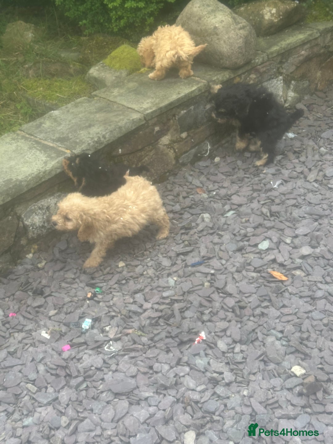 Cockapoo dogs for sale: Crazy Cockapoo puppies    - Image 16