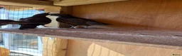 Quail poultry for sale: Californian quails and a pair of budgies for sale  - Advert 7