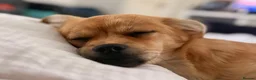 Mixed Breed dogs for adoption: ❤️MYLA❤️ THE LITTLE GIRL FOR ONE VERY LUCKY FAMILY - Advert 6