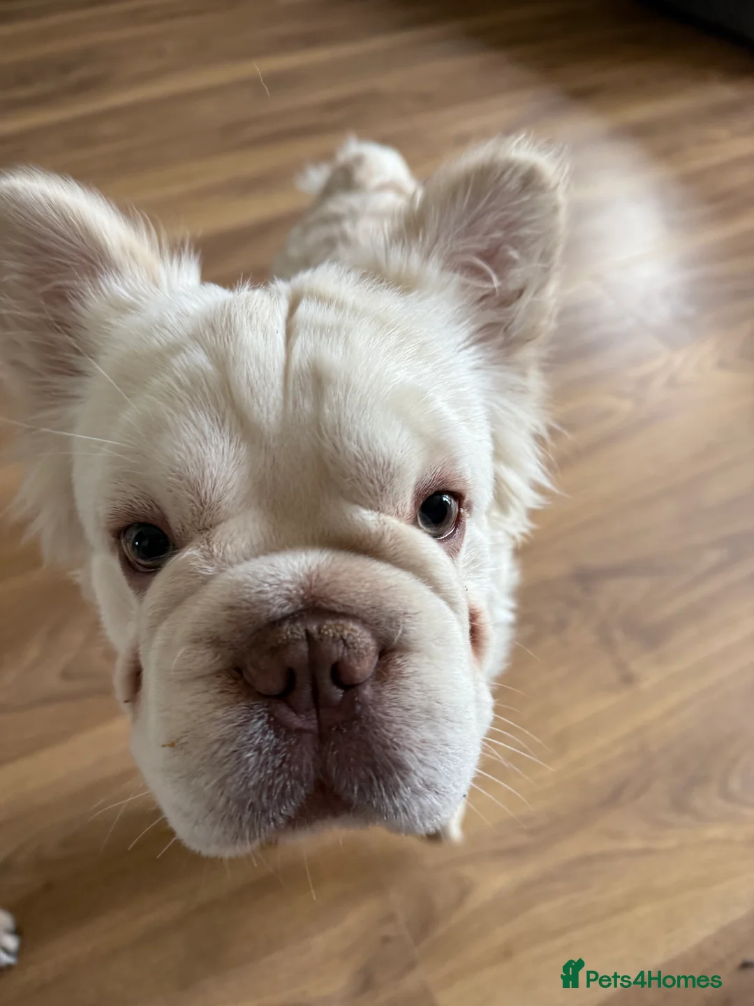 French Bulldog dogs for sale: Long haired French Bulldog  in Lydney - Advert 3
