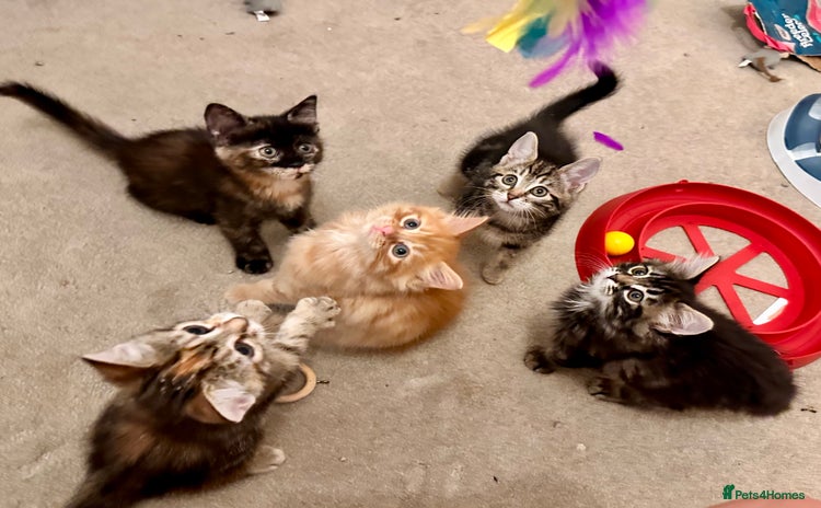 Mixed Breed cats Amiable mixed breed kittens - Advert 4