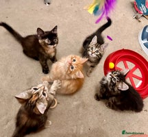 Mixed Breed cats Amiable mixed breed kittens - Advert 2