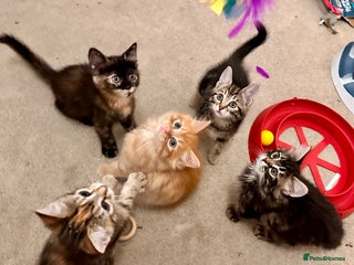 Mixed Breed cats Amiable mixed breed kittens - Advert 16