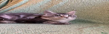 Maine Coon 3