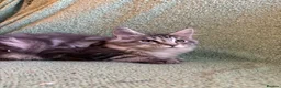 Maine Coon cats for sale: TICA registered Maine coons.  - Advert 6