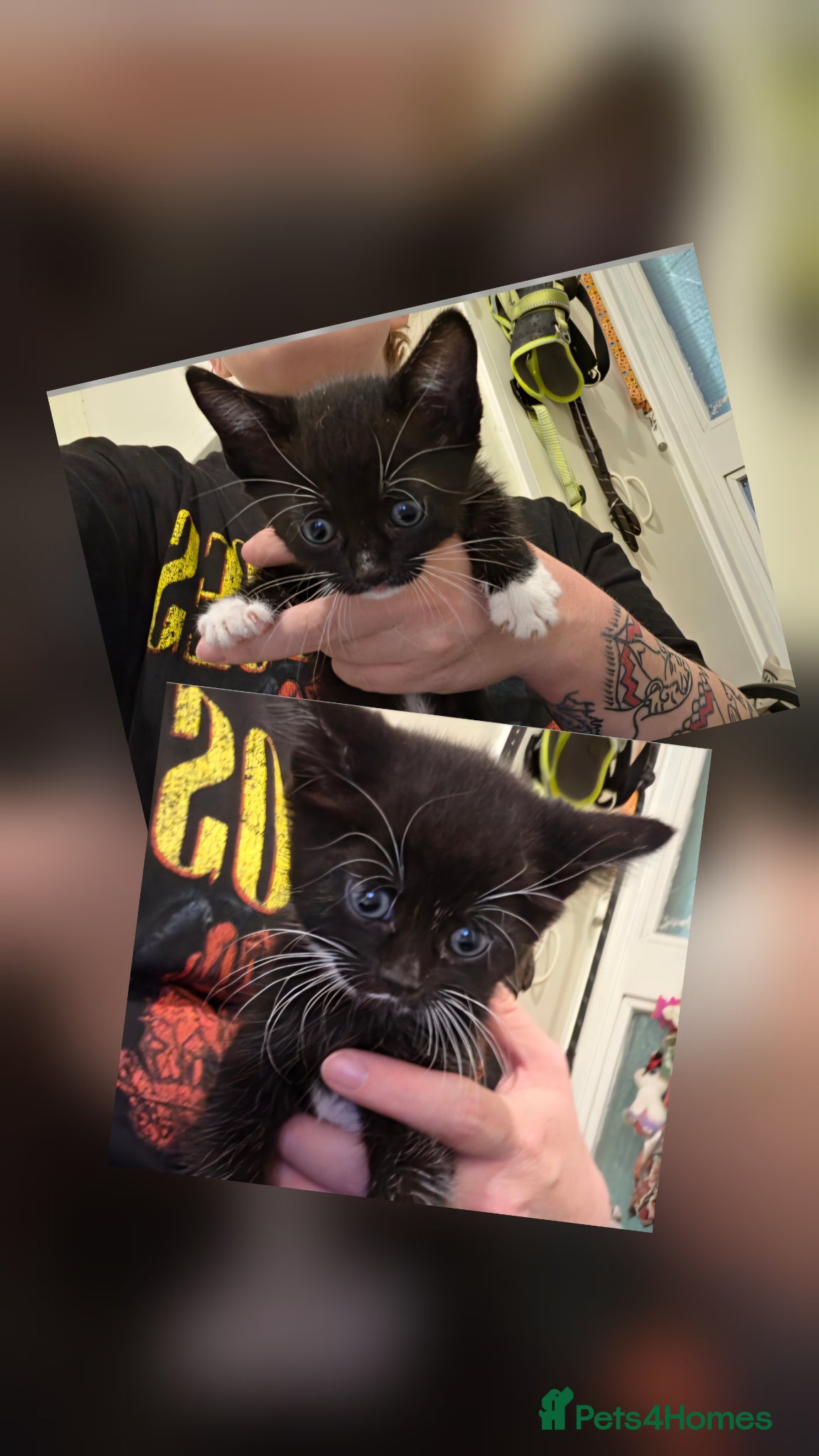 Domestic Shorthair cats 2 girls - READY TO GO - Advert 1