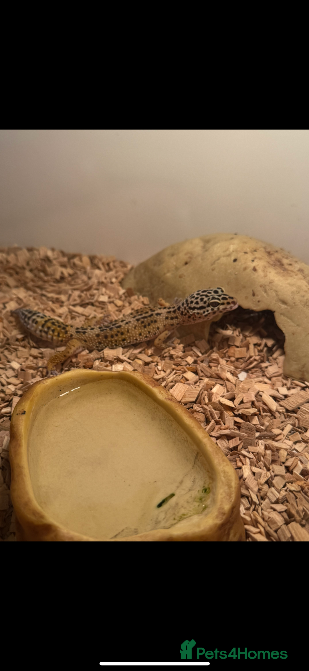 Gecko reptiles for sale: Gecko - Image 4