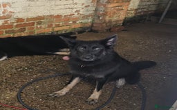 German Shepherd dogs for sale: German shepherd puppies  - Image 21