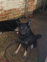 German Shepherd dogs - Advert 6