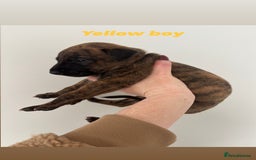 Mixed Breed dogs for sale: Pharaoh hound x whippet puppies  - Image 10