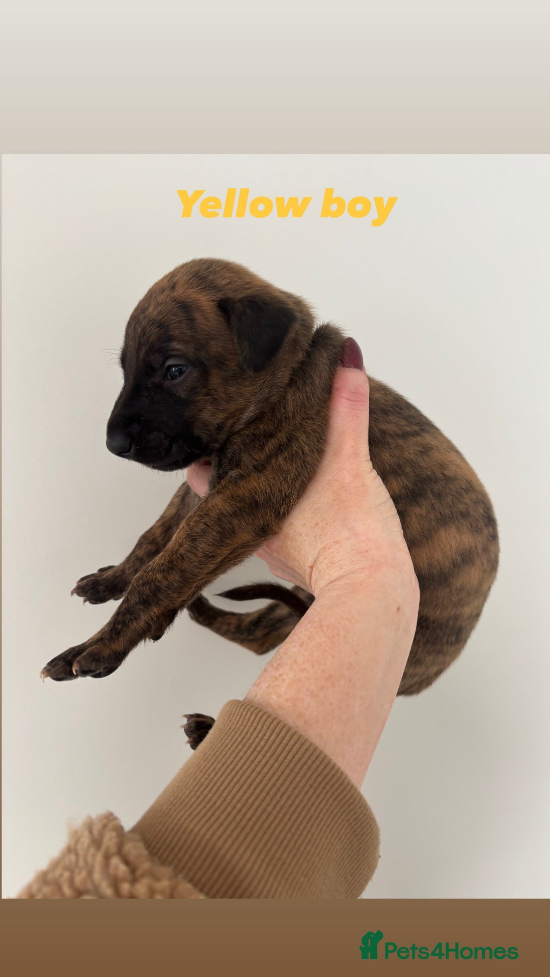Mixed Breed dogs for sale: Pharaoh hound x whippet puppies  - Image 10