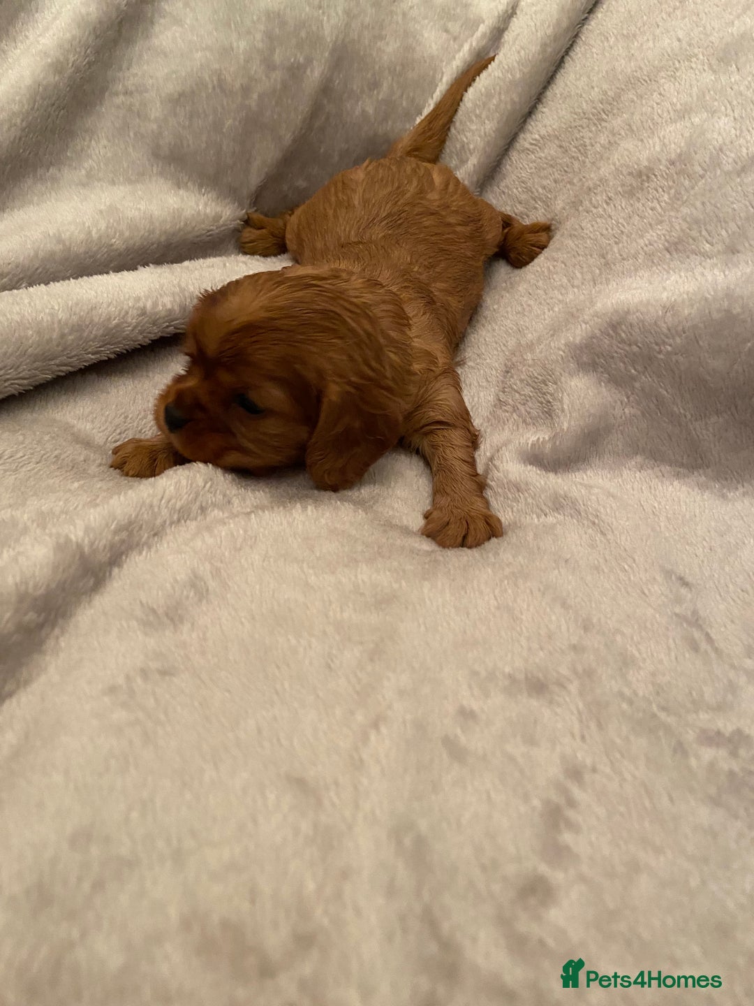 Cavalier King Charles Spaniel dogs for sale: Exceptional, ruby pure bred Cavaliers - Advert 6