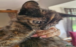Mixed Breed cats for sale: Mixed breed kittens  - Image 3