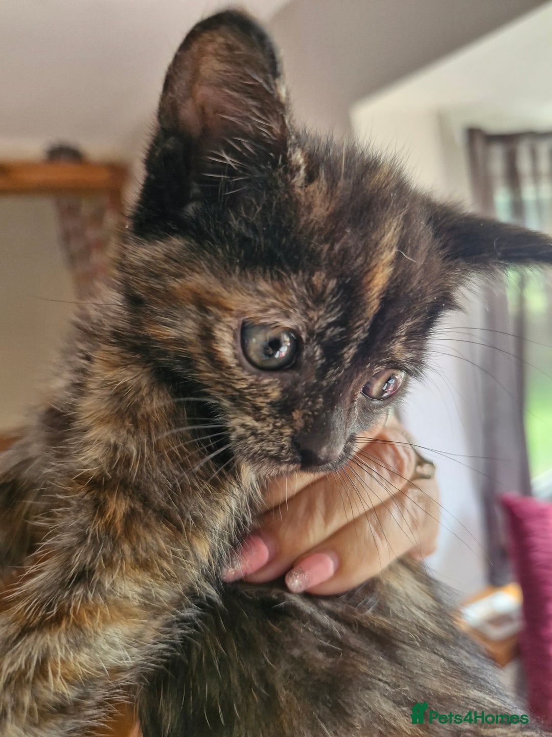 Mixed Breed cats for sale: Mixed breed kittens  - Image 3