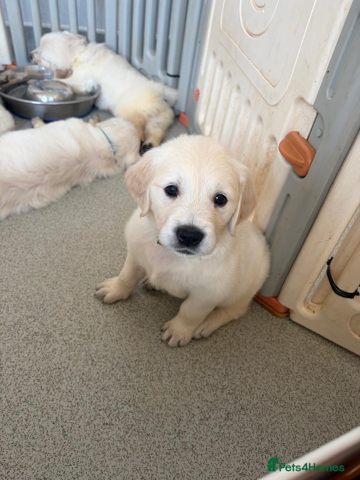 Golden Retriever dogs     Stunning KC Registered Golden Retriever Pups - Advert 1