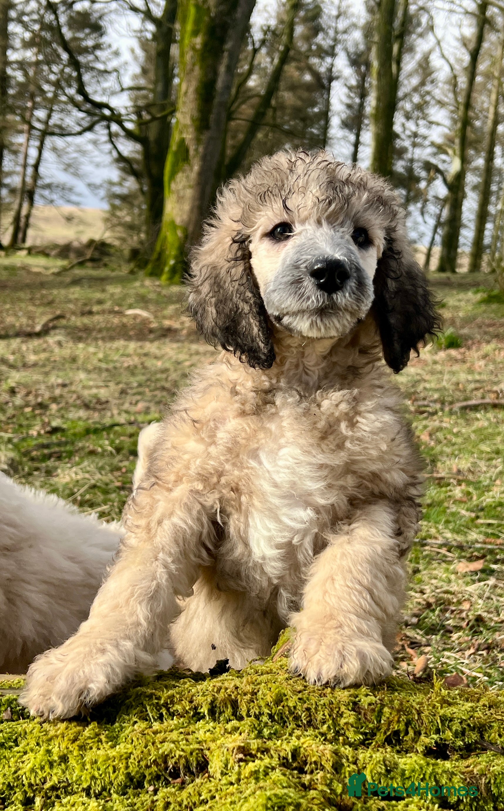 Standard Poodle dogs Stunning KC reg standard poodles  - Advert 16