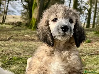 Standard Poodle dogs Stunning KC reg standard poodles - Advert 1