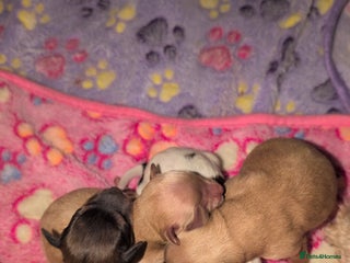 Cavapoo dogs - Advert 6