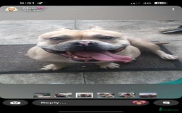 American Bully dogs for sale: Handsome boy - Image 1
