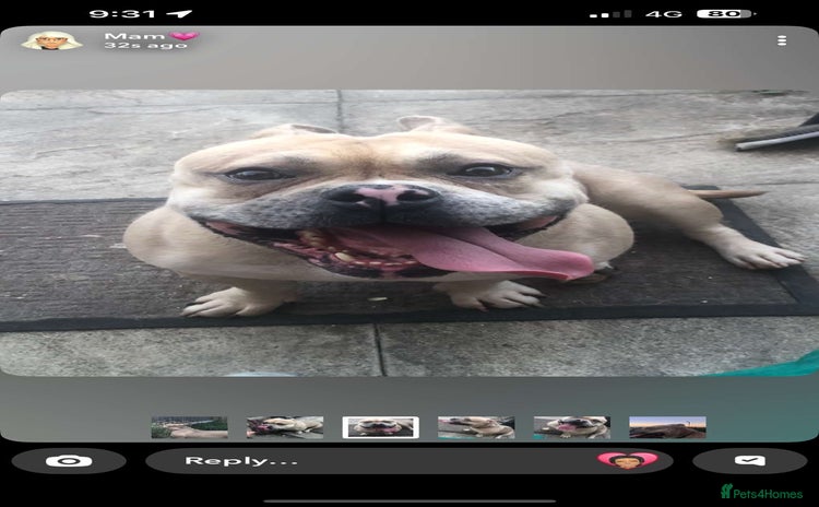 American Bully dogs - Advert 1
