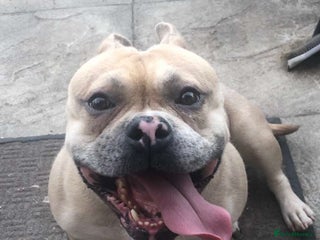 American Bully dogs - Advert 6