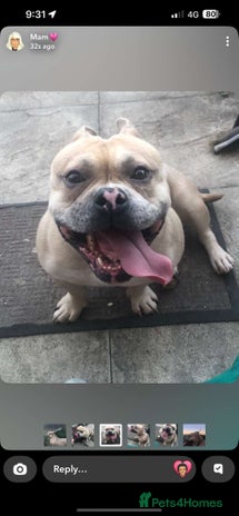 American Bully dogs - Advert 3