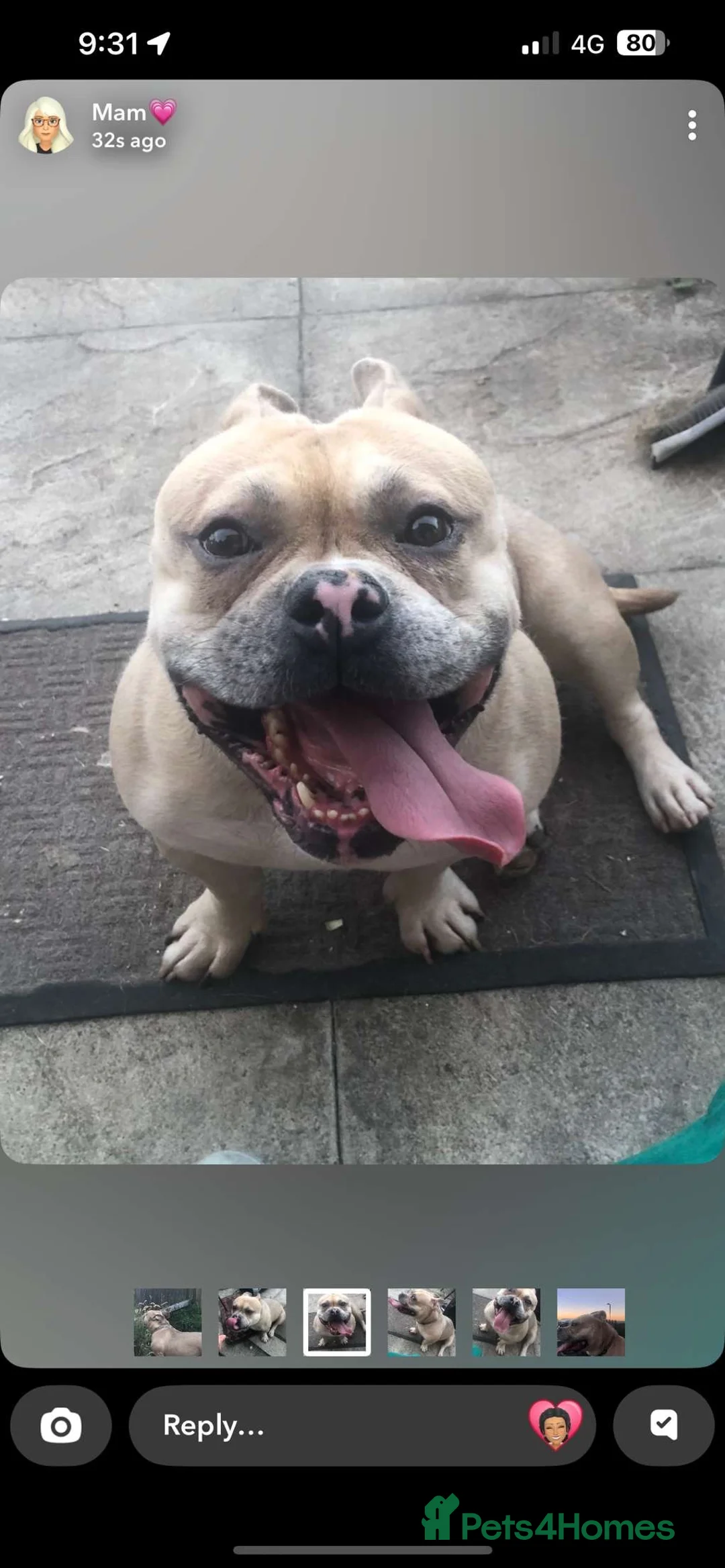 American Bully dogs for sale: “AVAILABLE” Handsome Boy Needs New Home ASAP  - Advert 1