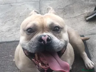 American Bully dogs “AVAILABLE” Handsome Boy Needs New Home ASAP - Advert 5