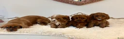 Cavapoo dogs for sale: F1 beautiful red cavapoo puppies Family raised in Sidcup - Advert 3