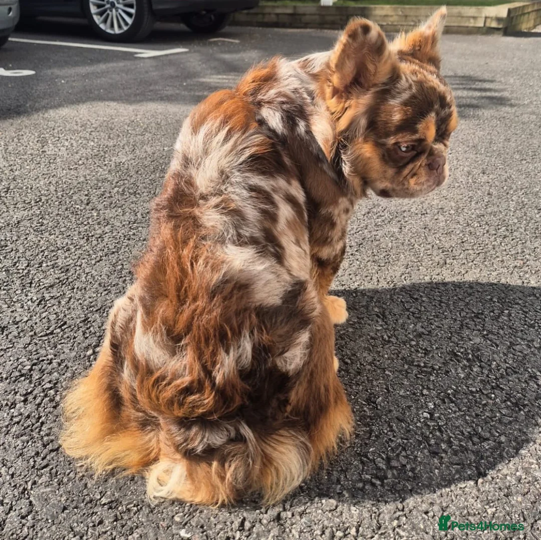 French Bulldog dogs for stud: Visual Fluffy New Shade Rojo Tri Merle 🦁🍫🎨  in Bangor - Advert 7