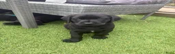 Labrador Retriever dogs for sale: Gorgeous English Labradors * 1 boy available*  - Advert 8
