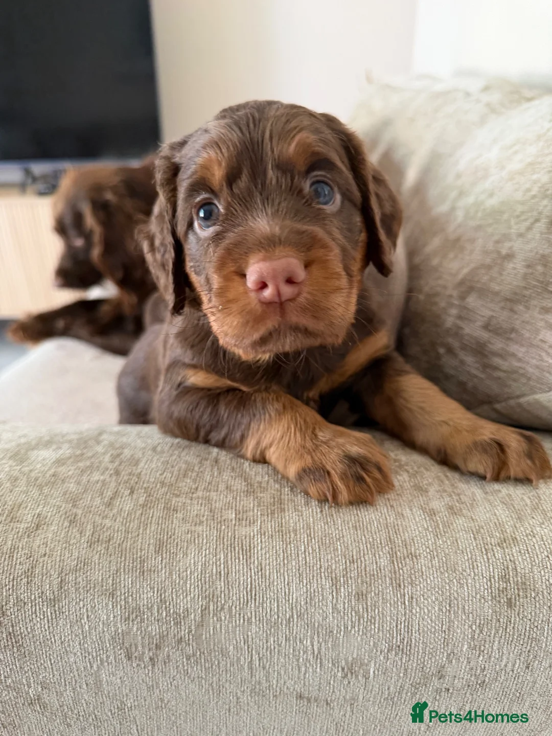 Sprocker dogs for sale: Last beautiful girl choc and tan Sprocker  - Advert 2