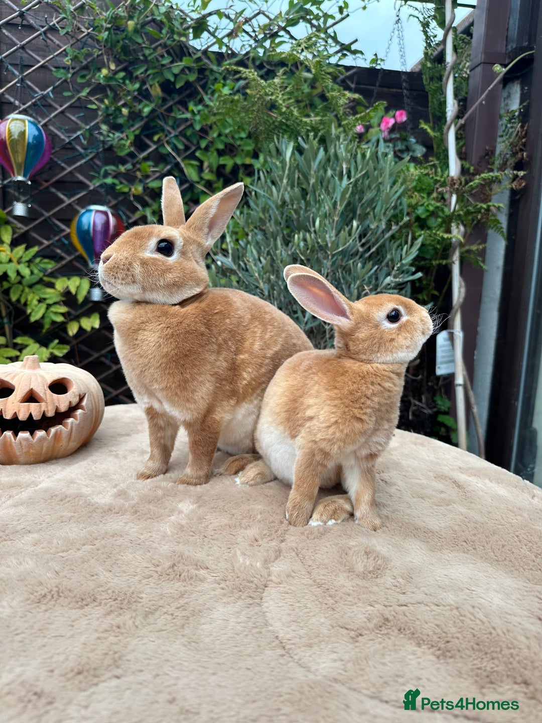 Rex rabbits for sale: 2 Orange mini Rex available - Advert 2