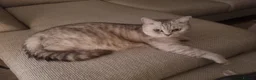 British Shorthair cats for sale: Stunning British Shorthair Kittens  - Advert 25