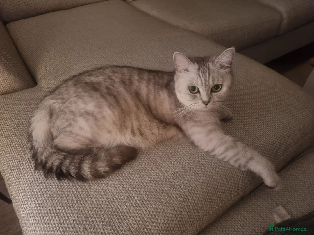 British Shorthair cats for sale: Stunning British Shorthair Kittens  - Advert 25