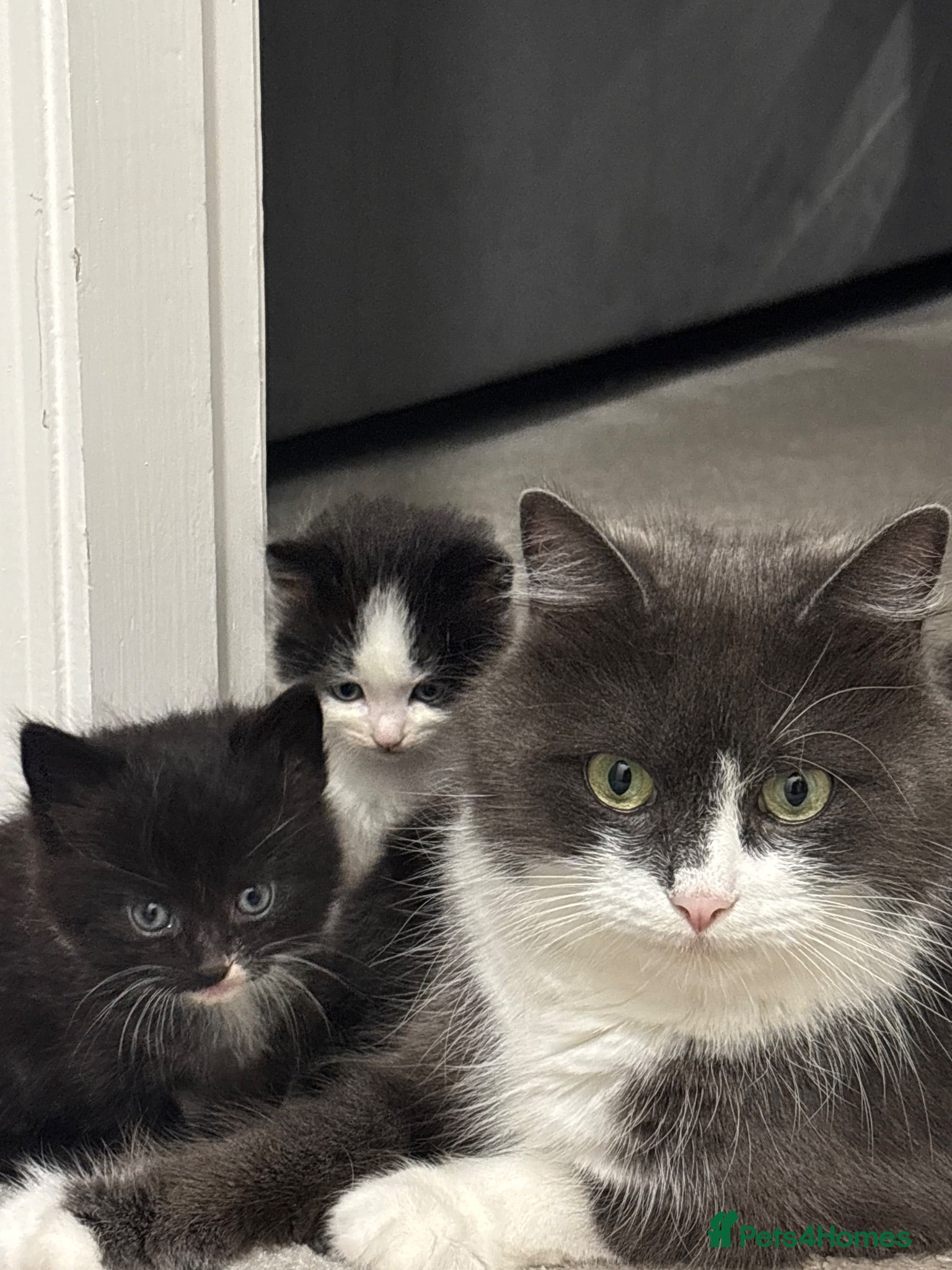 Domestic Shorthair cats Beautiful Black Female Kitten - Advert 2
